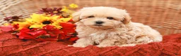 Maltipoo dogs for sale: Jack - Ad 3