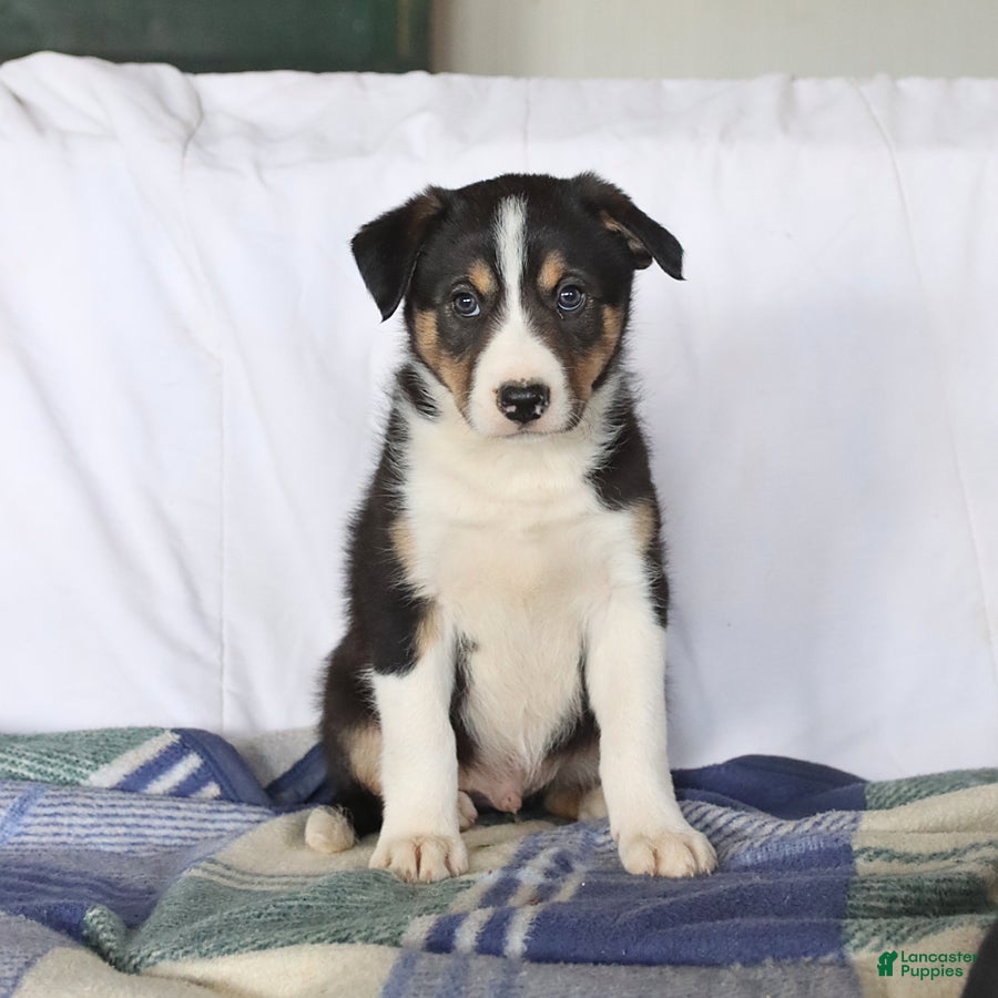 Border Collie dogs Dodger - Ad 1
