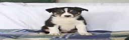 Border Collie dogs for sale: Dodger - Ad 1