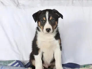 Border Collie dogs for sale: Dodger - Ad 2