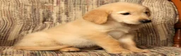 Golden Retriever dogs for sale: Rocky - Ad 6