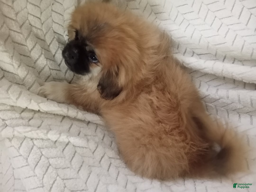 Pekingese dogs for sale: Rocky - Ad 2