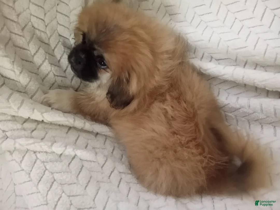 Pekingese dogs for sale: Rocky - Ad 2