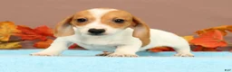 Miniature Dachshund dogs for sale: Almond - Ad 5