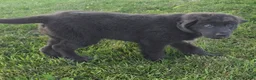 Newfoundland dogs for sale: Ashley - Ad 3