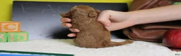 Mixed Breed dogs for sale: Mandarin  - Ad 7