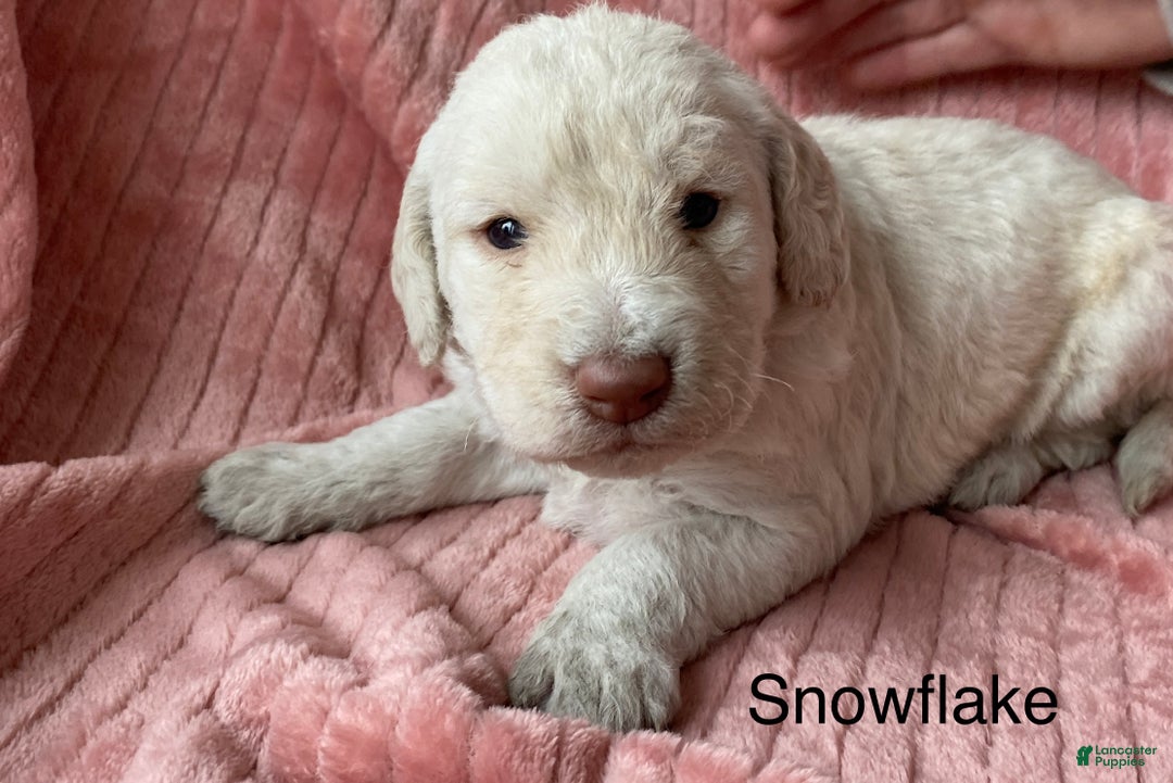 Labradoodle dogs for sale: Snowflake - Ad 27