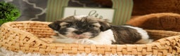 Havanese dogs for sale:  Snickerdoodle - Ad 3