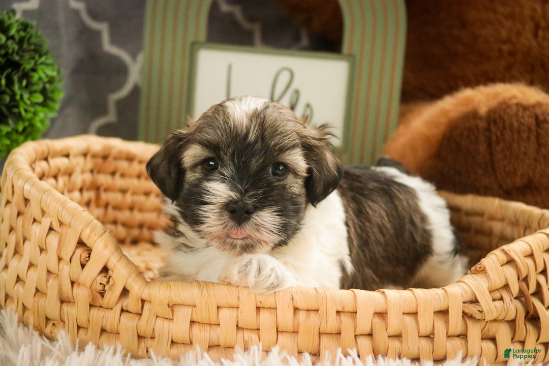 Havanese dogs for sale:  Snickerdoodle - Ad 3