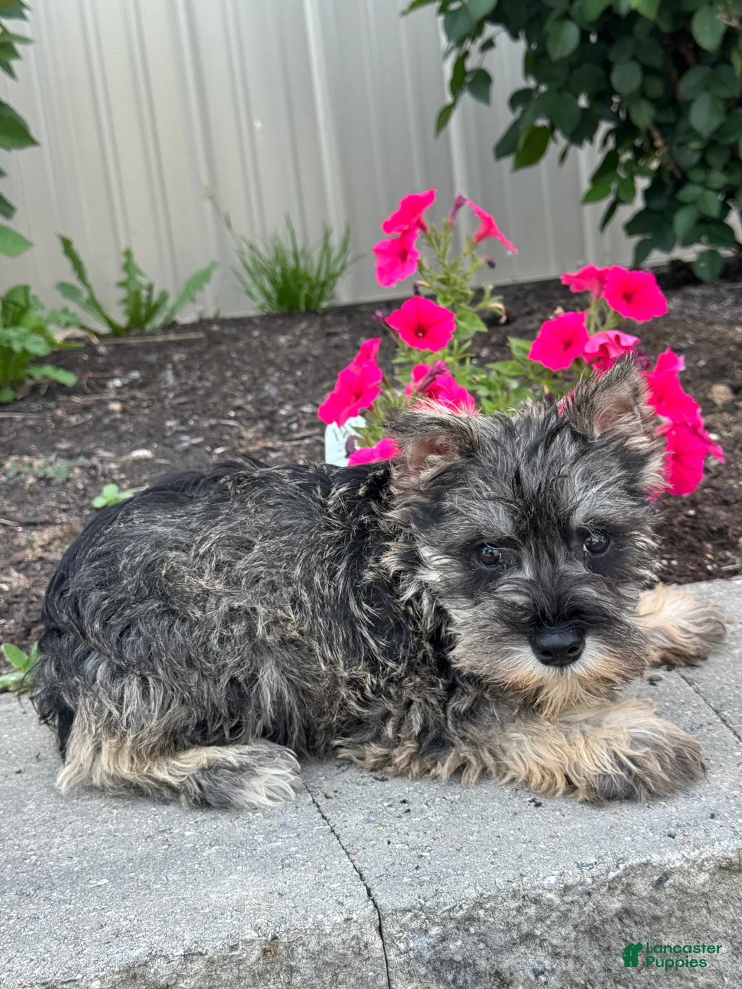 Miniature Schnauzer dogs for sale: Mc.Donald 🦔 - Ad 2