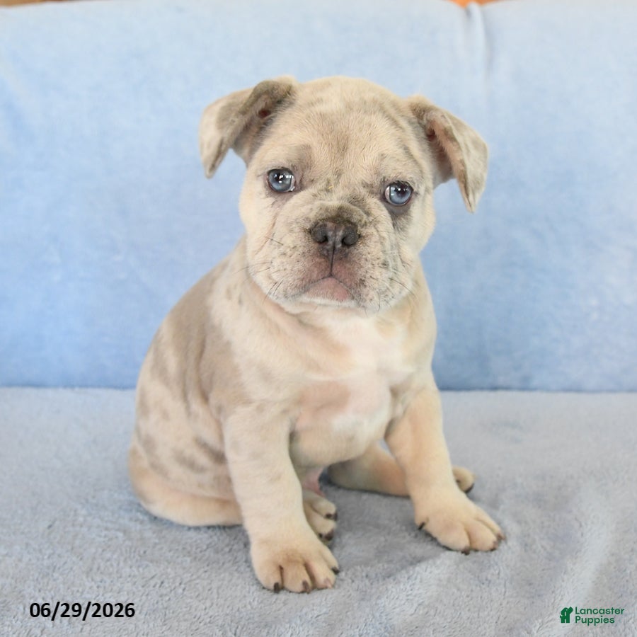 French Bulldog dogs Owen - Ad 1