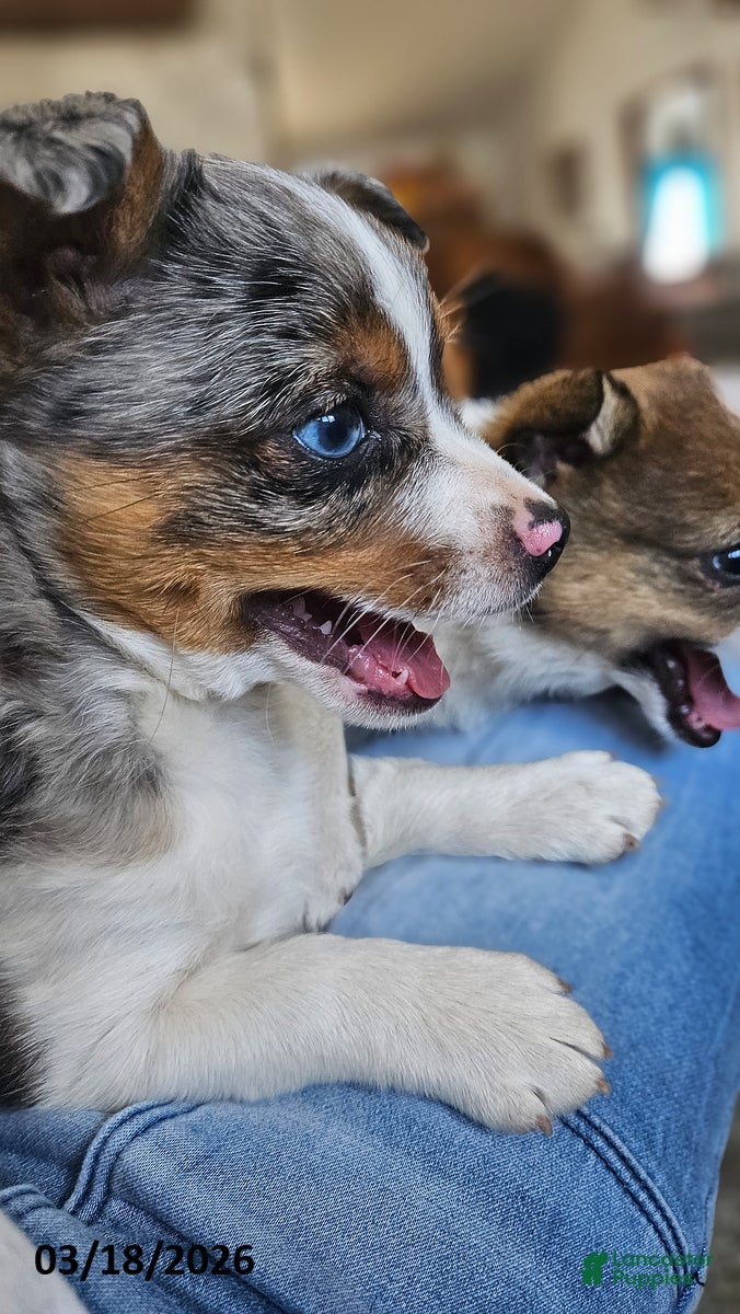 Mixed Breed dogs Trixy - Ad 2