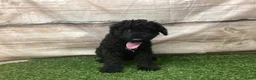 Kerry Blue Terrier dogs for sale: Alvin - Ad 4