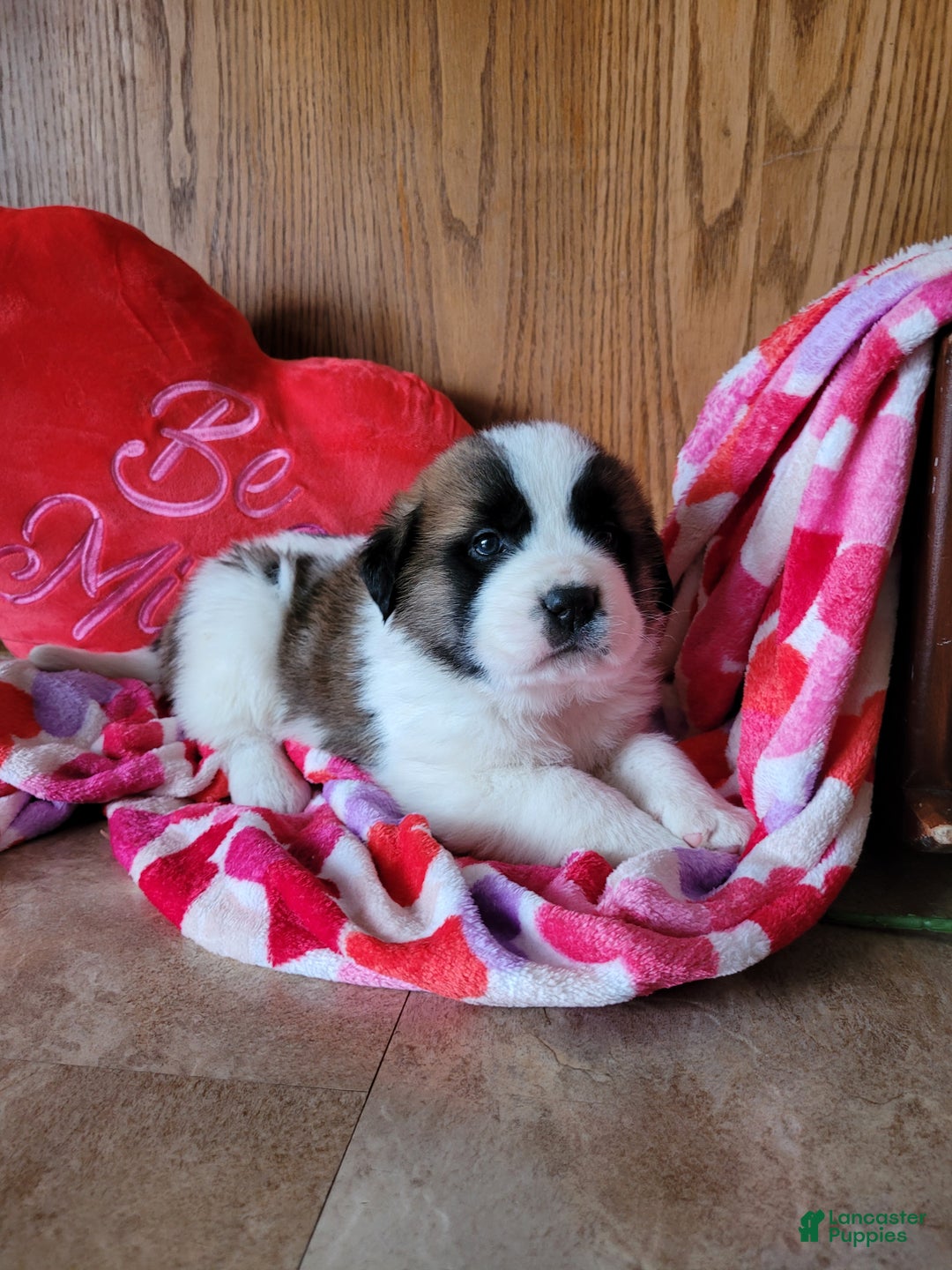 Saint Bernard dogs for sale: Max - Ad 5