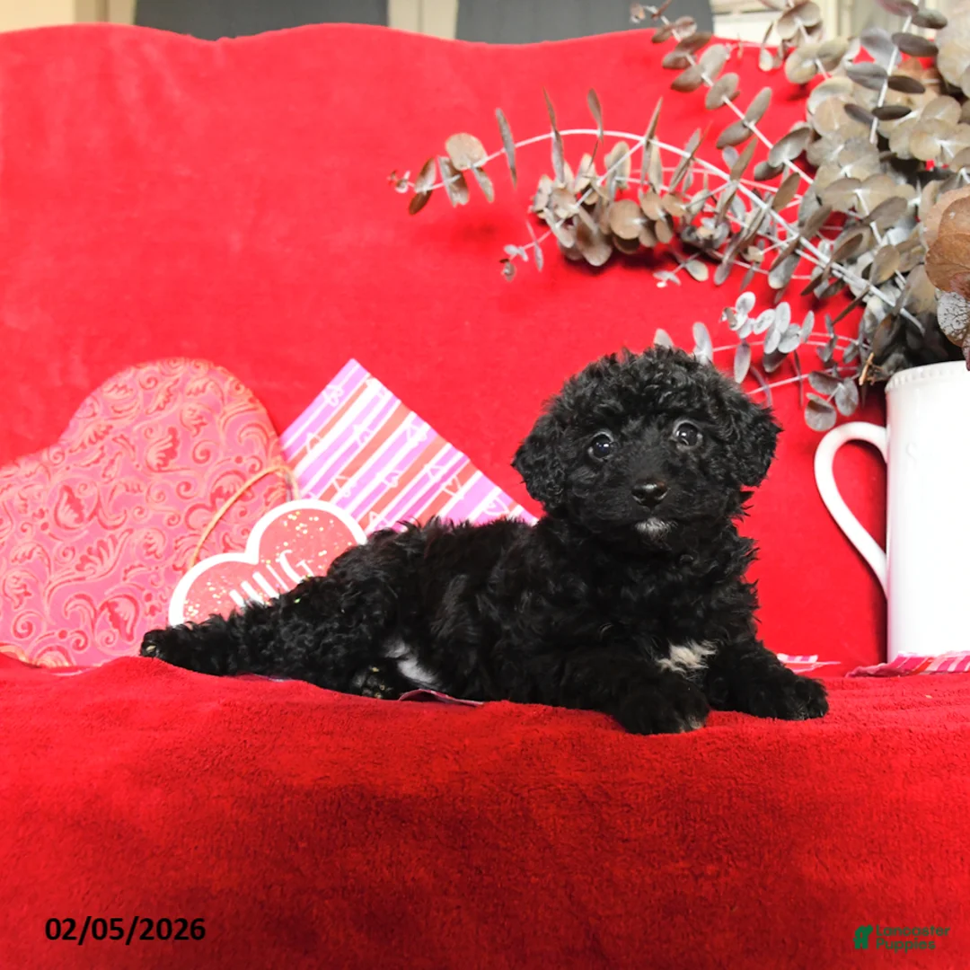 Yorkiepoo dogs for sale: Cuddles - Ad 3