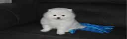 Pomeranian dogs for sale: Pomeranian Puppy 1Teddy - Ad 1