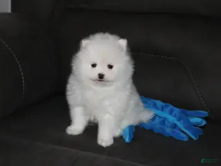 Pomeranian dogs for sale: Pomeranian Puppy 1Teddy - Ad 2