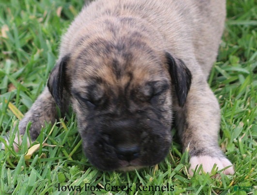 Great Dane dogs Murphy - Ad 9