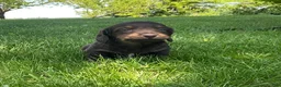 Miniature Dachshund dogs for sale: Cooper - Ad 11