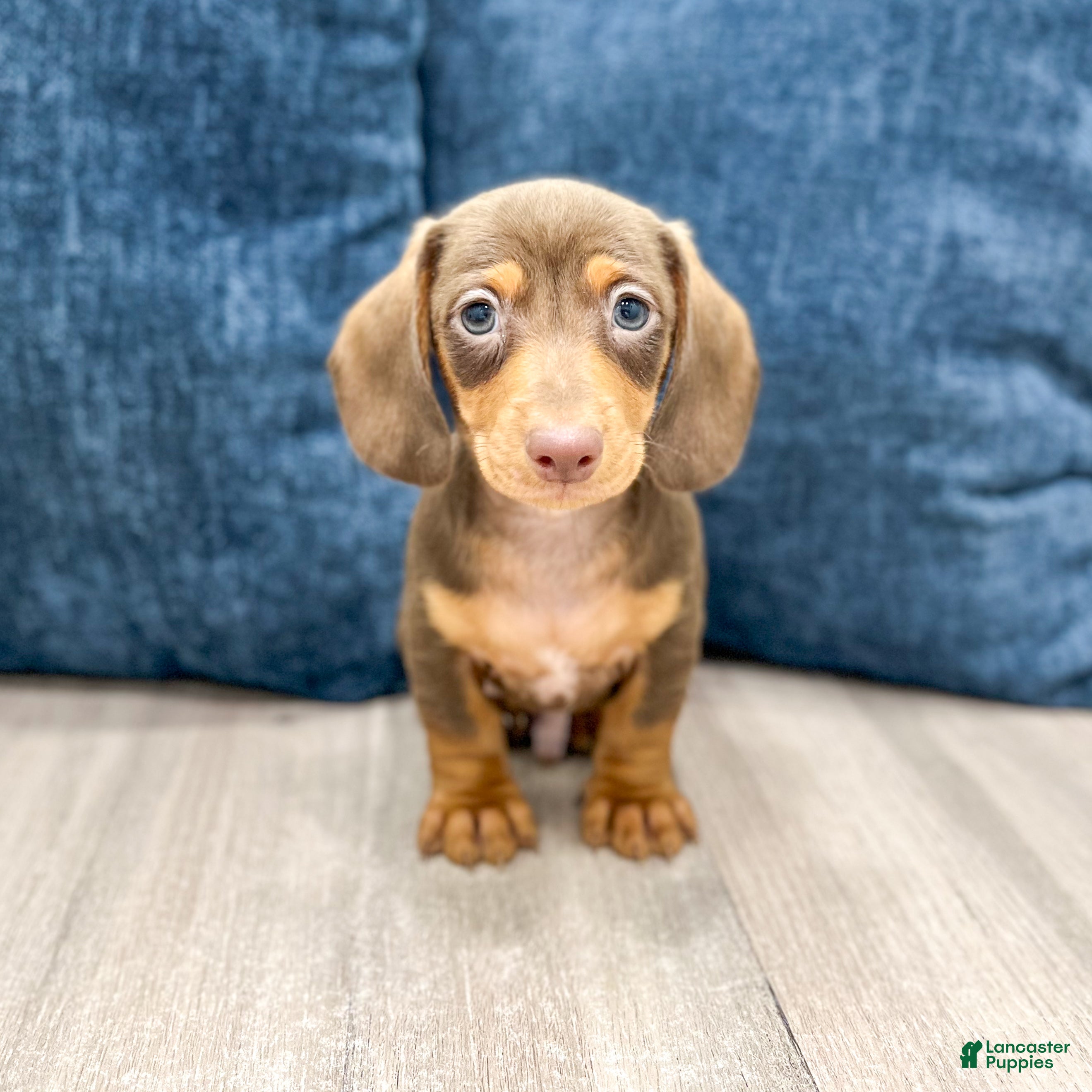 Duke (Dachshund, Male) in Millersburg, OH