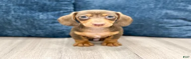 Duke