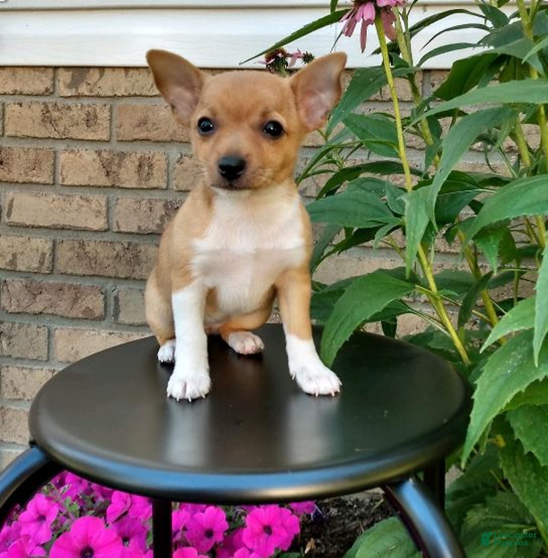 Gallery Image {{count}}