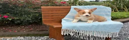Welsh Corgi Pembroke dogs for sale: Jojo - Ad 16