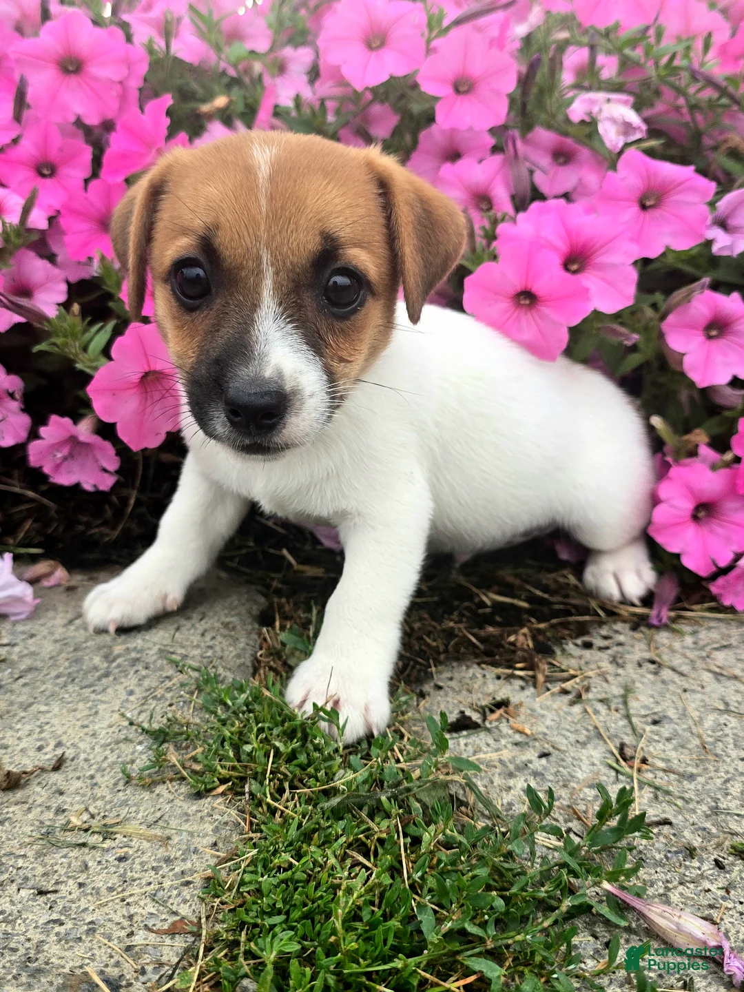 Jack Russell Terrier dogs for sale: Tip - Ad 1