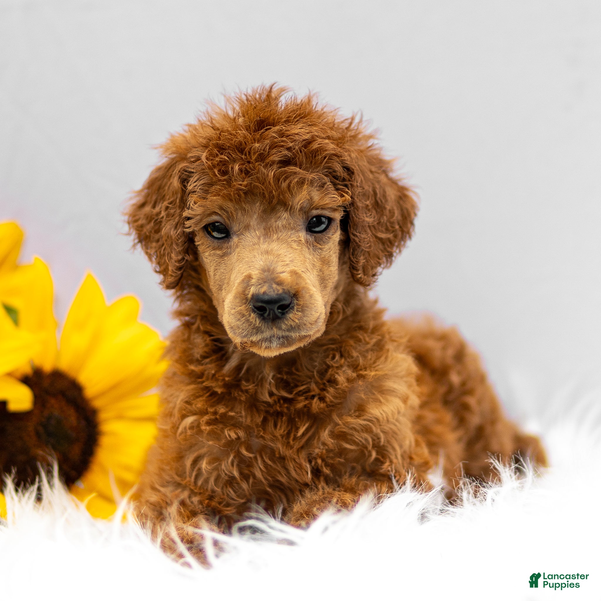 Standard Poodle dogs Mason - Ad 2