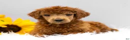 Standard Poodle dogs for sale: Mason - Ad 2