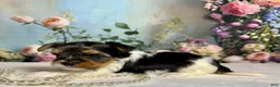 Biewer Terrier dogs for sale: Biewer Terrier Puppy 1 - Ad 9
