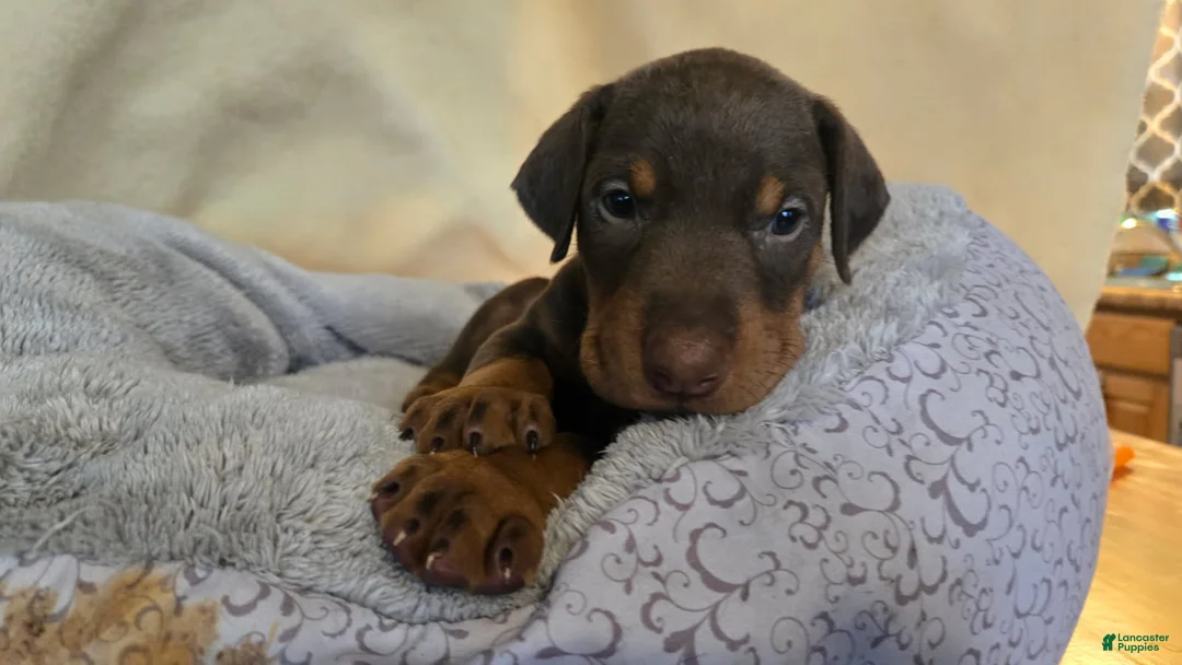 Doberman Pinscher dogs for sale: Doberman Pinscher 12 - Ad 1
