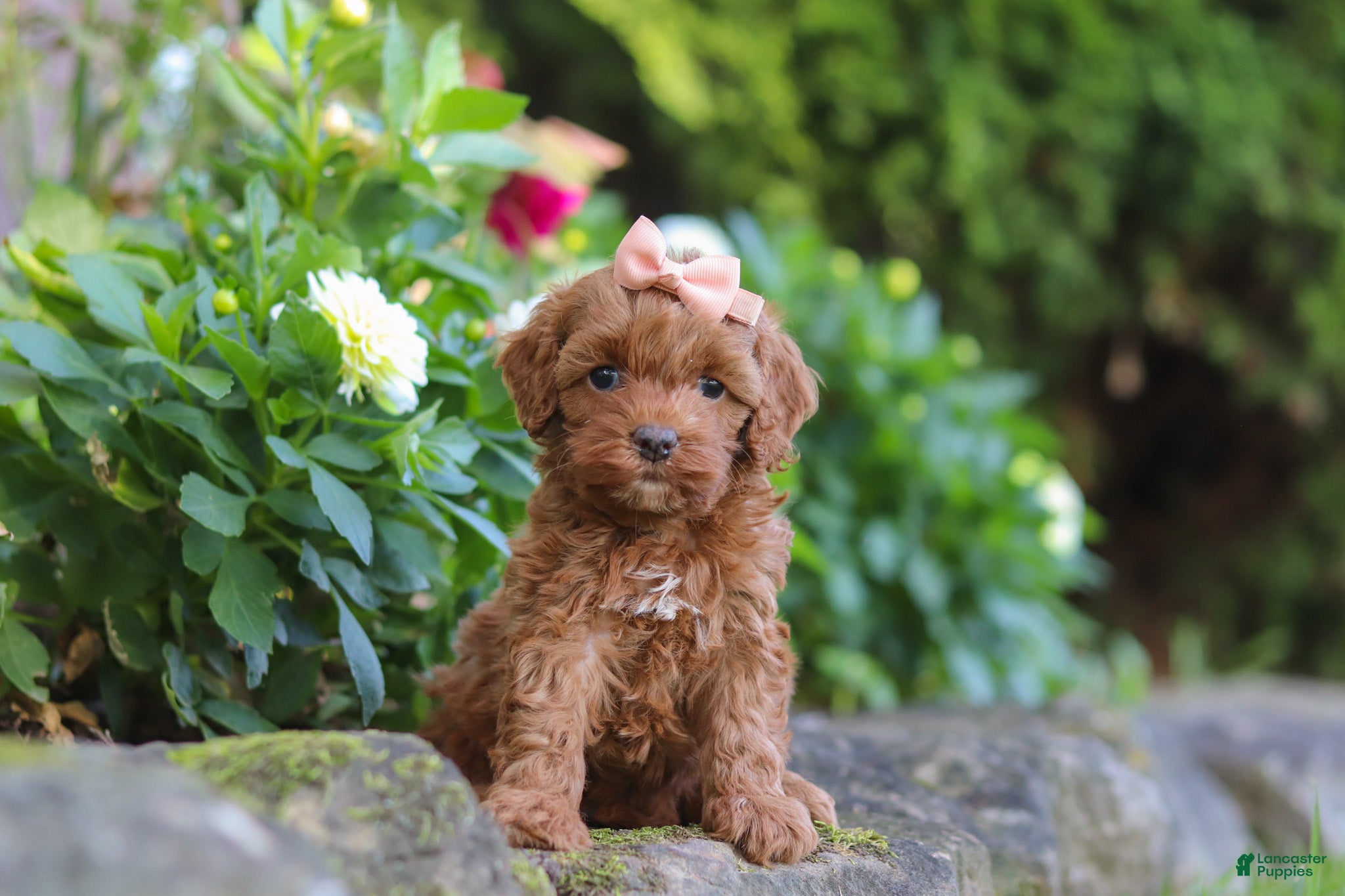 Cockapoo dogs Willow - Ad 2