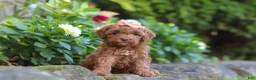 Cockapoo dogs for sale: Willow - Ad 2