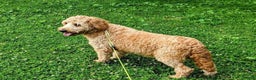 Mini Goldendoodle dogs for sale: Chip - Ad 8