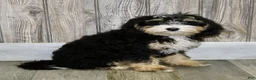 Mini Bernedoodle dogs for sale: Sandy - Ad 3