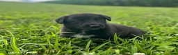 Mixed Breed dogs for sale: Lindsay - Ad 4