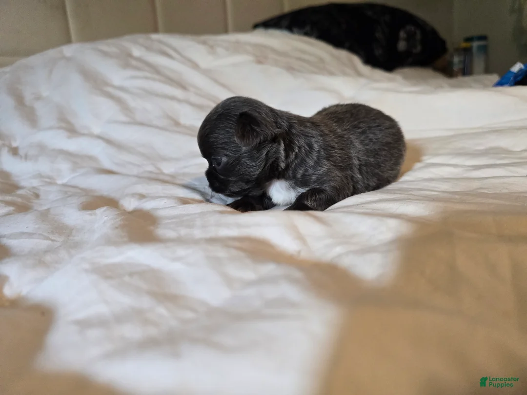 Chihuahua dogs for sale: Jillian - Ad 12