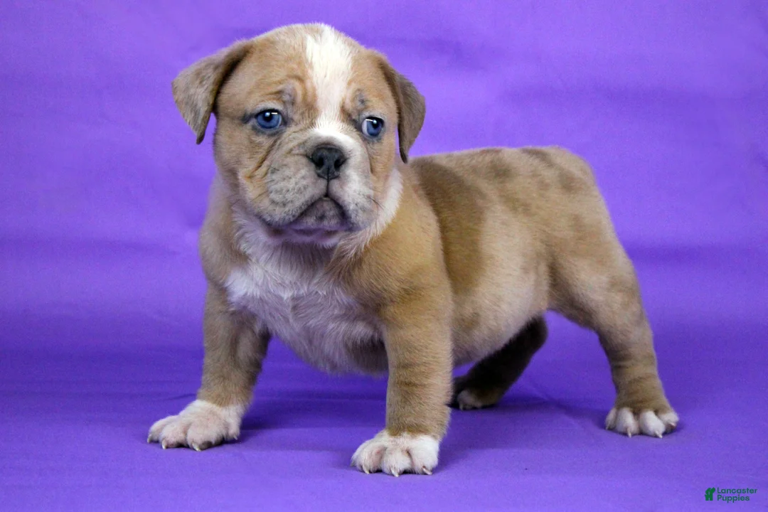 American Bully dogs for sale: Fawn Merle Female - Ad 3