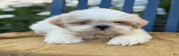 Shih Tzu dogs for sale: Henley - Ad 4