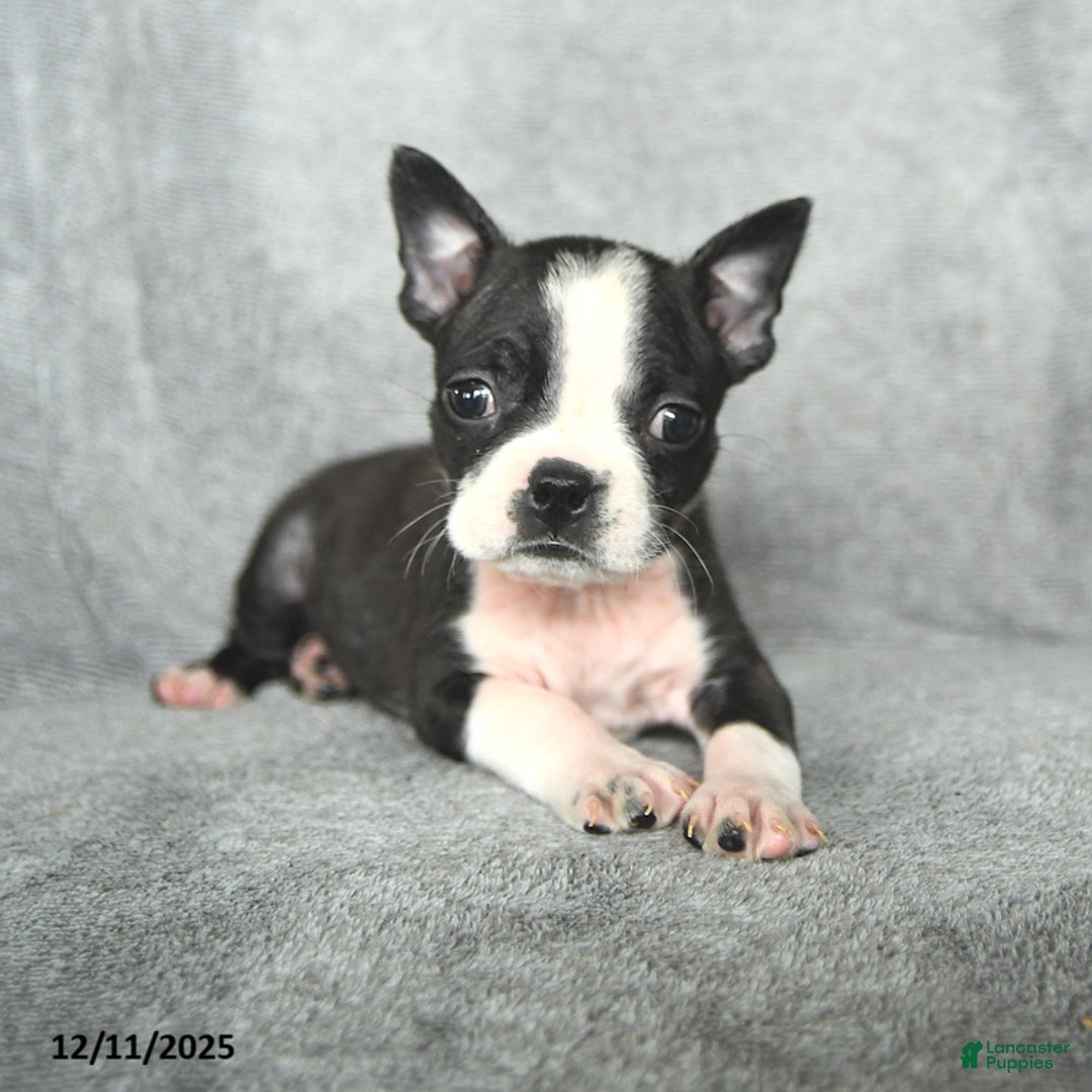 Boston Terrier dogs for sale: Skylar - Ad 3
