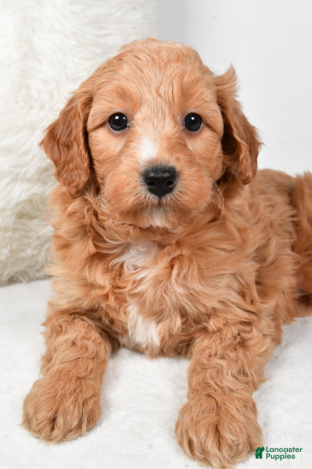 Mini Goldendoodle dogs for sale: Dusty - Ad 6