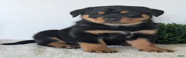 Tank