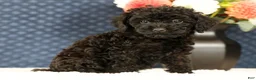 Havapoo dogs for sale: Dahlia - Ad 4
