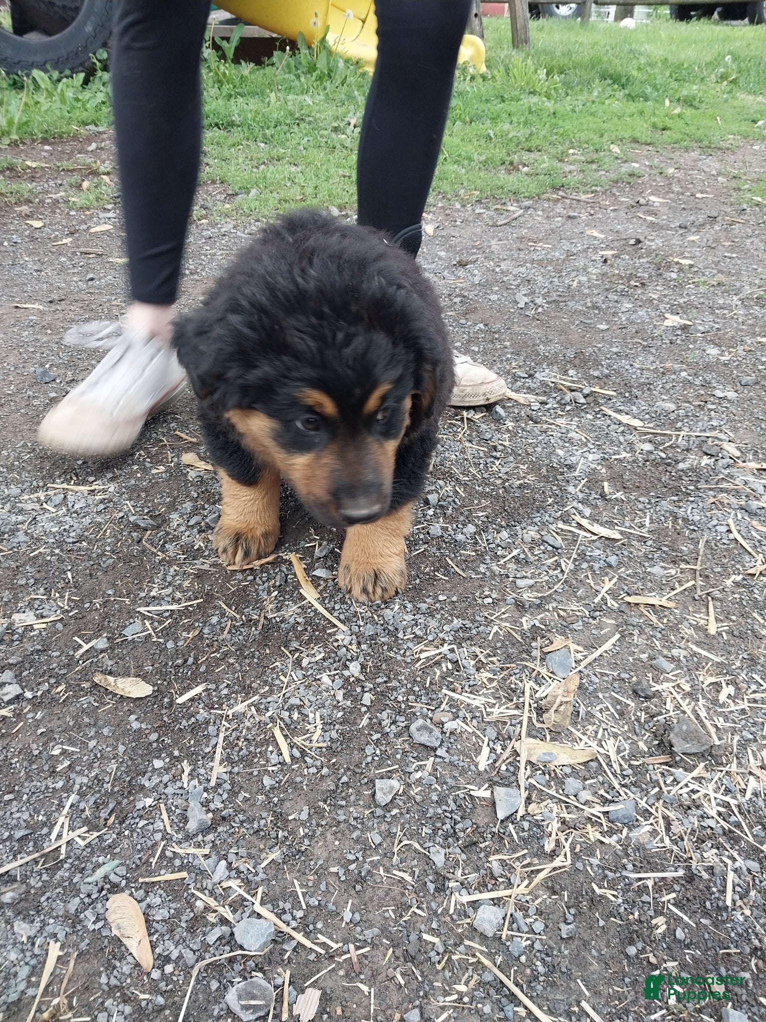 Mixed Breed dogs for sale: Mixed Breed Puppy 5 - Ad 2
