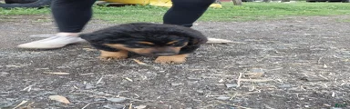 Mixed Breed Puppy 5