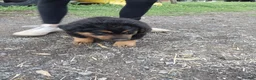 Mixed Breed dogs for sale: Mixed Breed Puppy 5 - Ad 1