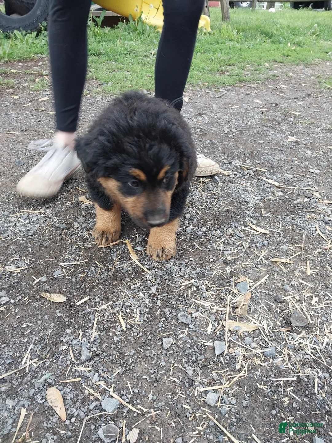 Mixed Breed dogs for sale: Mixed Breed Puppy 5 - Ad 1