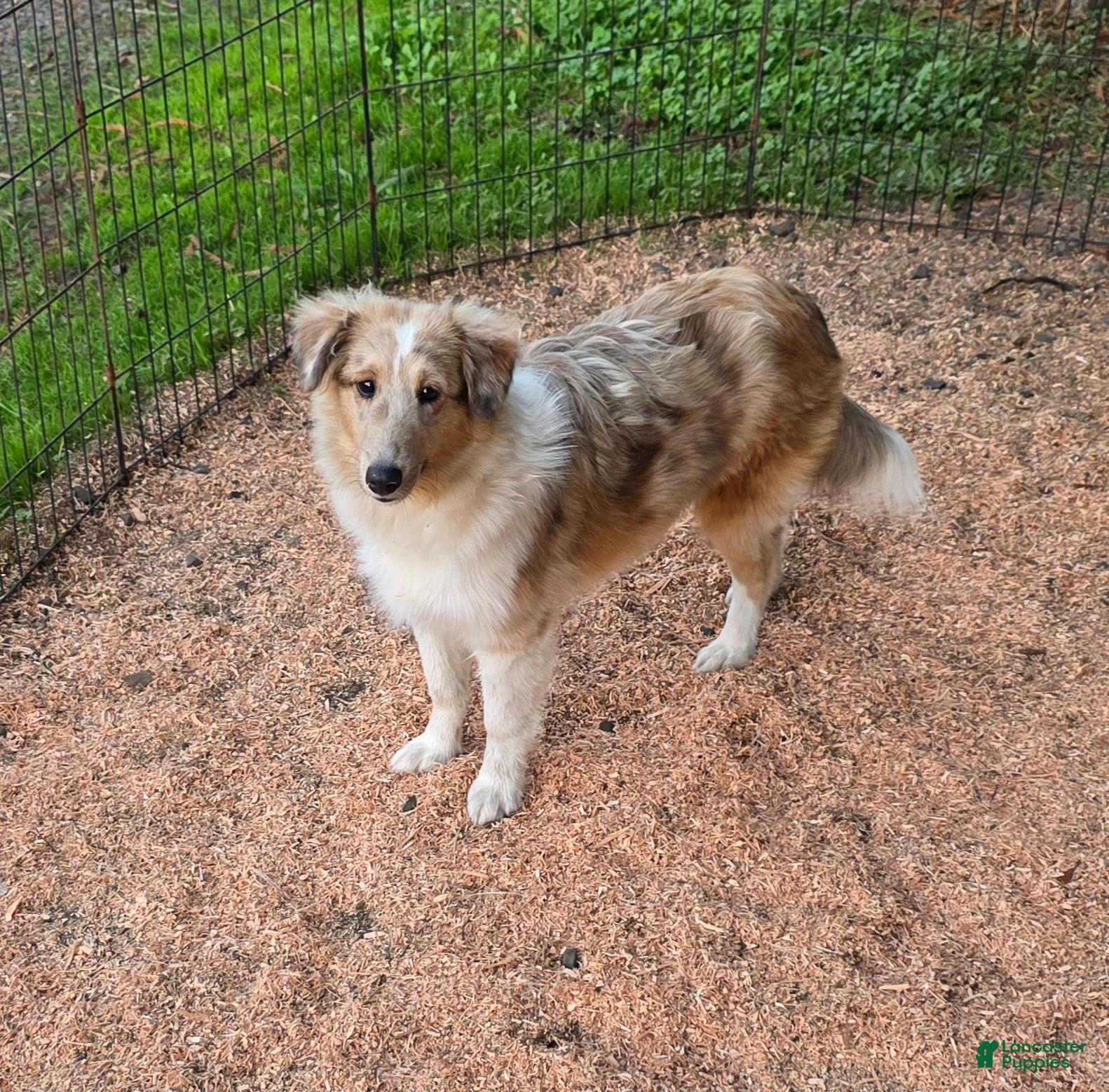 Shetland Sheepdog dogs for sale: Shetland Sheepdog 1 - Ad 2