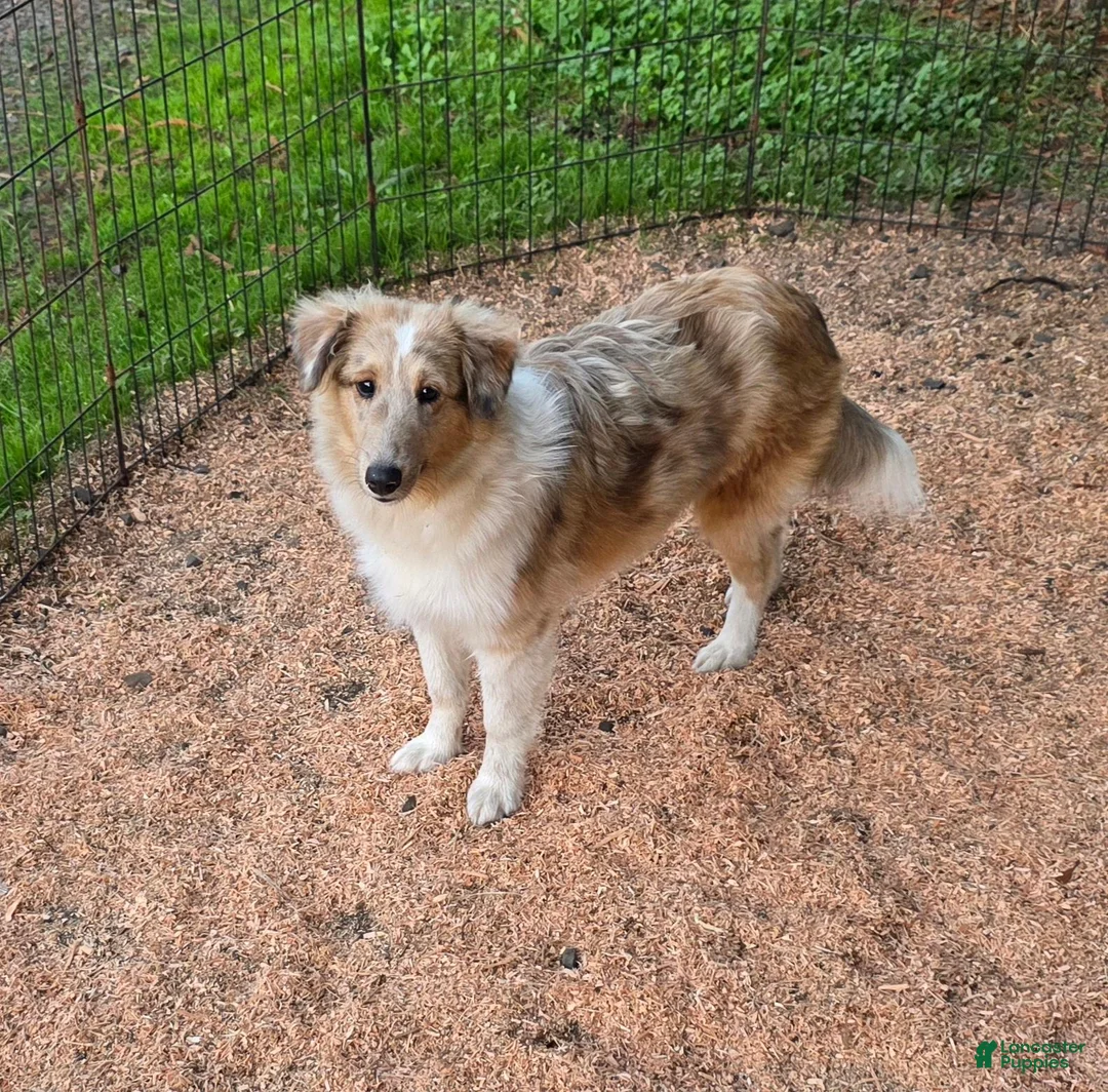 Shetland Sheepdog dogs for sale: Shetland Sheepdog 1 - Ad 1